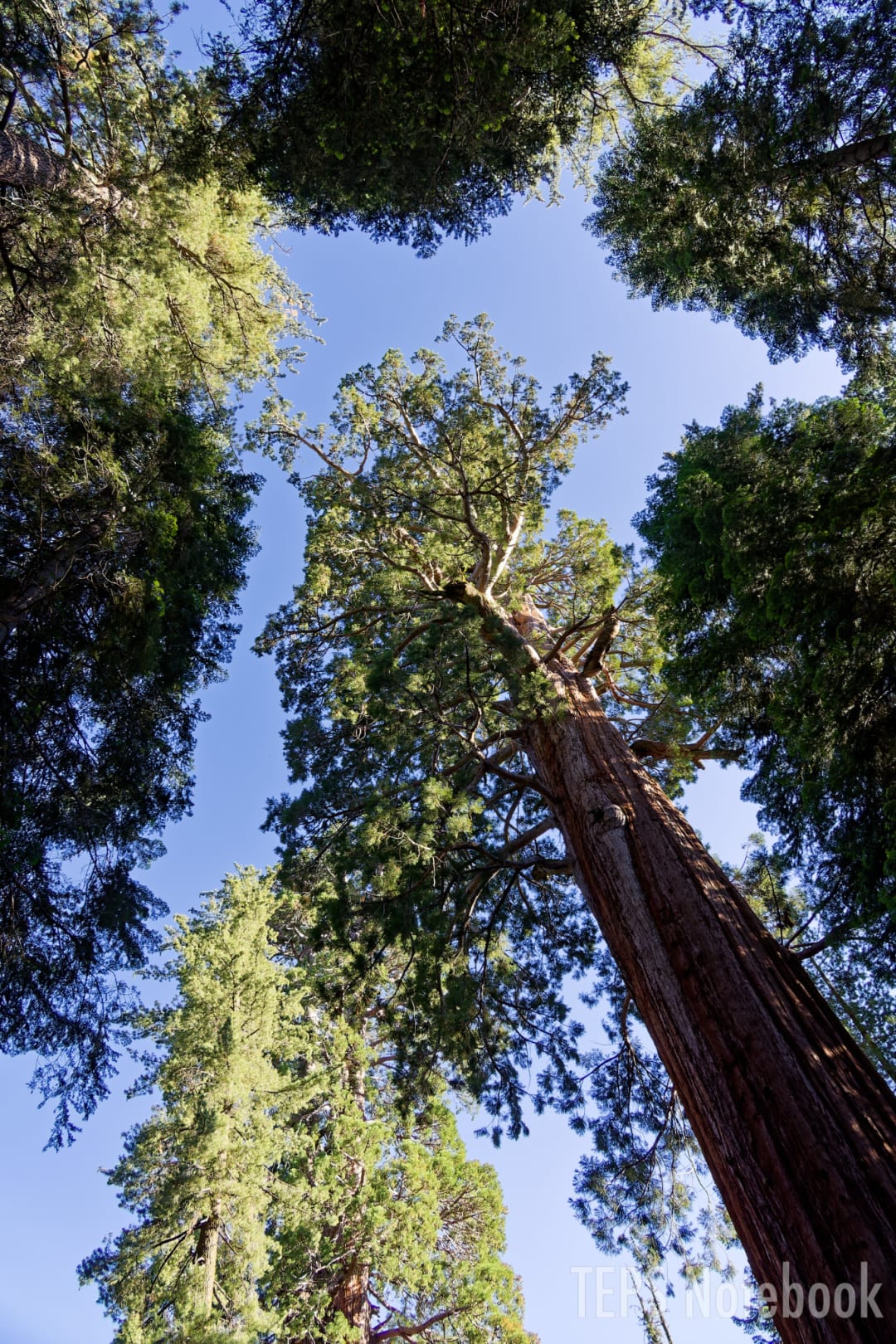 General Sherman Tree / Sequoia & Kings Canyon NP, CA