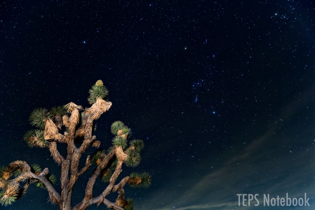 ライトで照らしたジョシュアツリーと星空