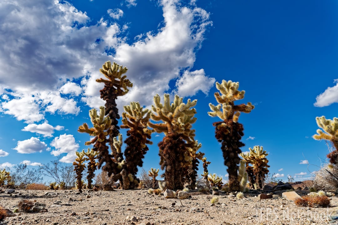 Teddy Bear Cholla