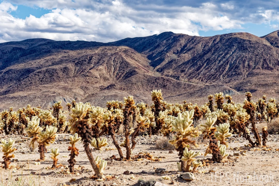 Cholla Cactus Gardenの昼間の全景