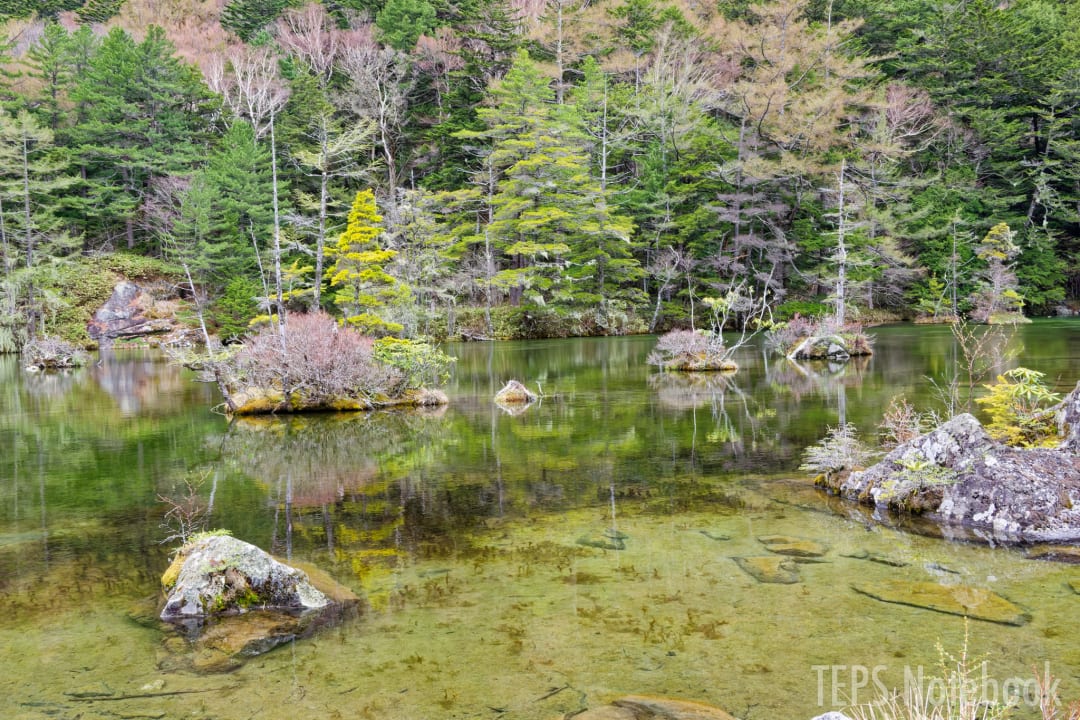 明神池の苔むした水景