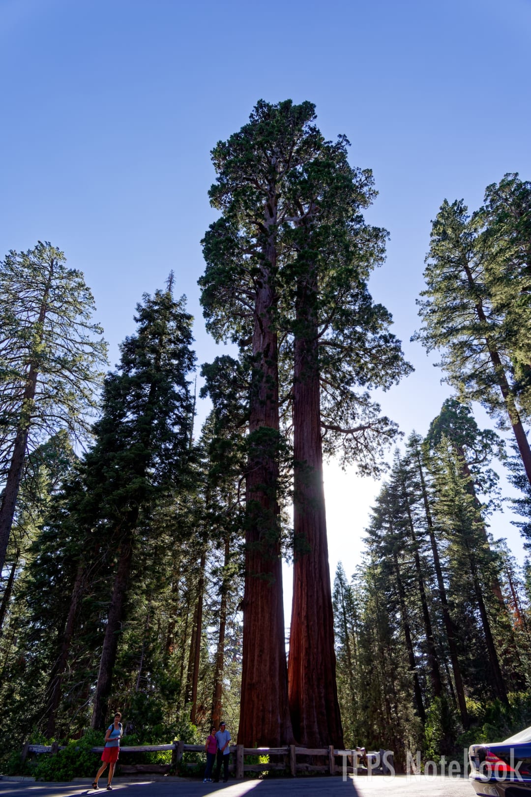 General Grant Tree / Sequoia & Kings Canyon NP, CA