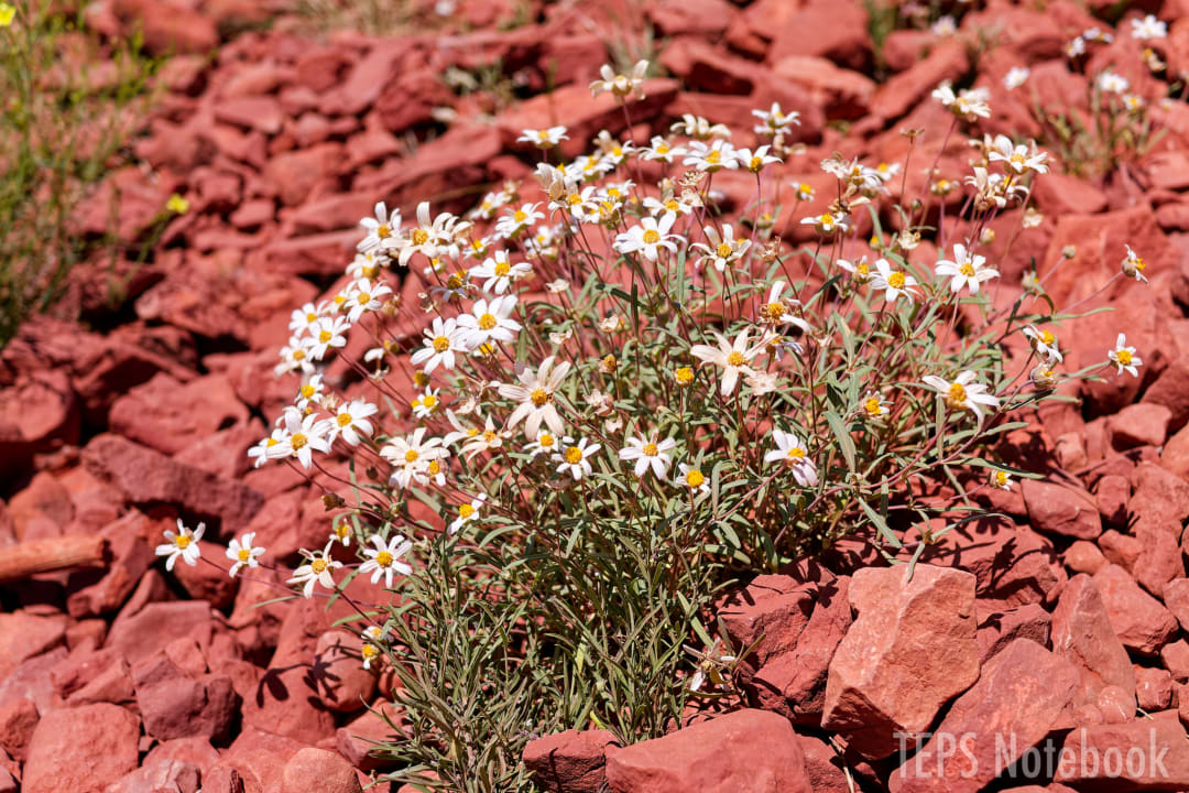 赤い大地に咲く野の花