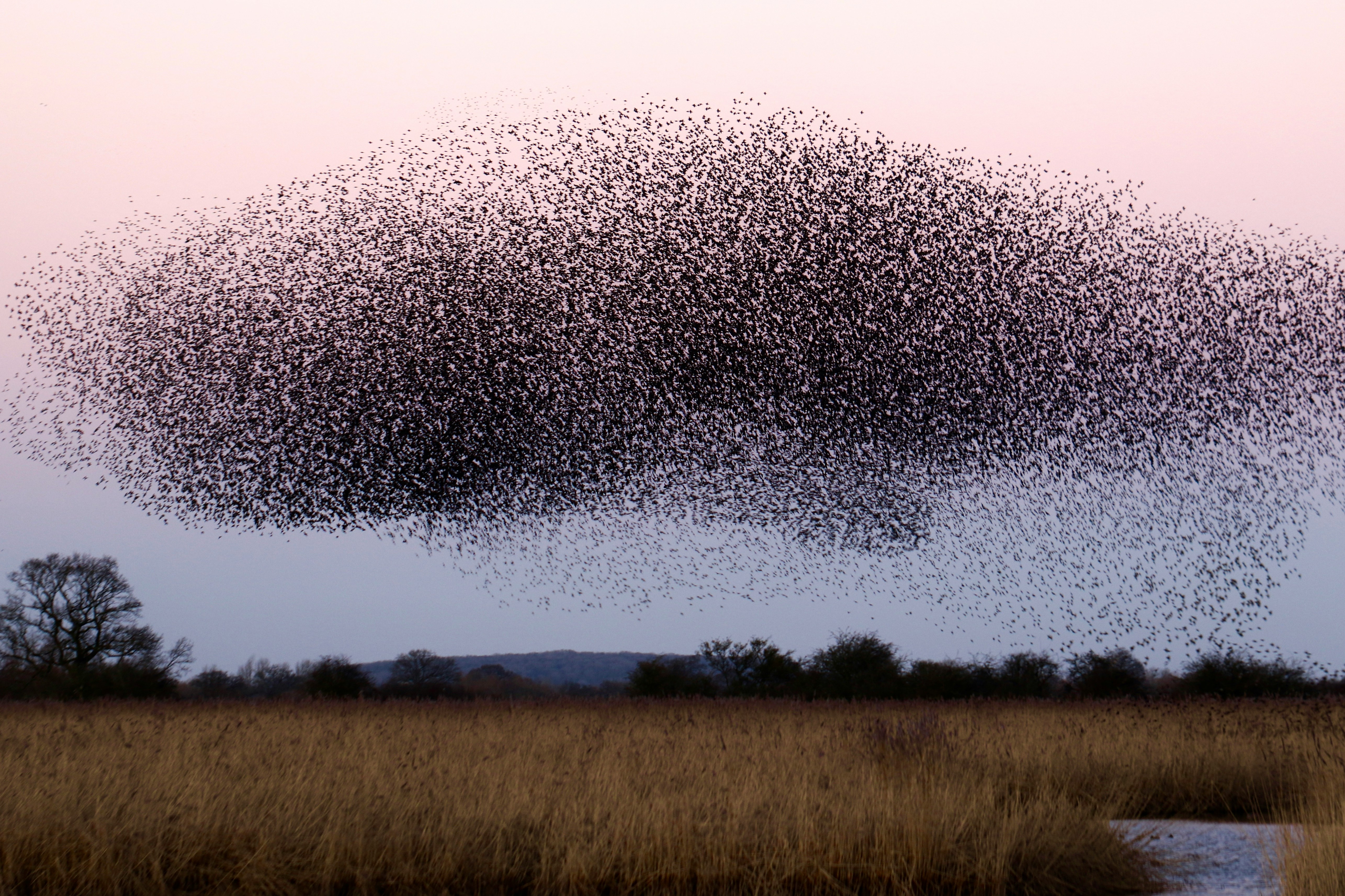 Emergence is a process, the ways simple interactions among individual parts form more-complex behaviors and patterns.