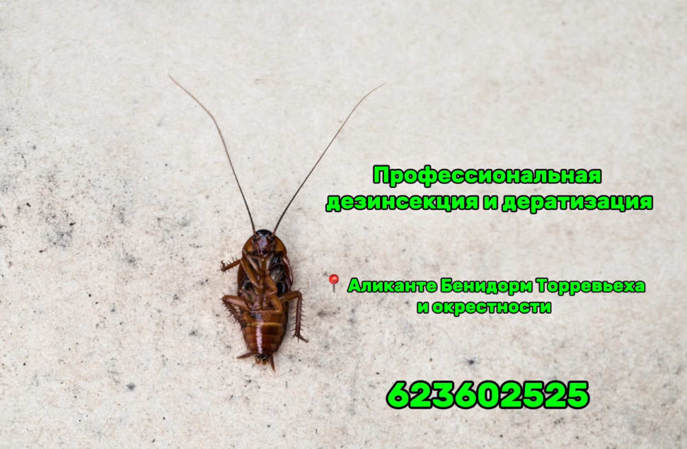 Травля грызунов (дератизация)