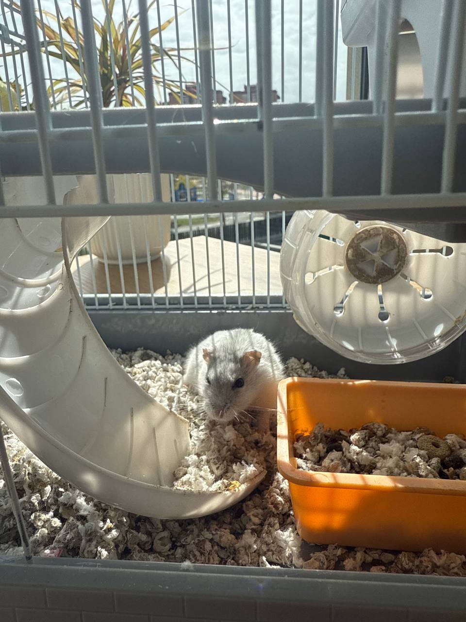 Хомяк-девочка 🐹 2