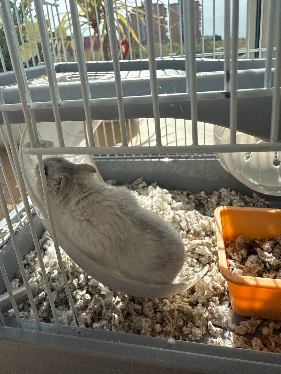 Хомяк-девочка 🐹