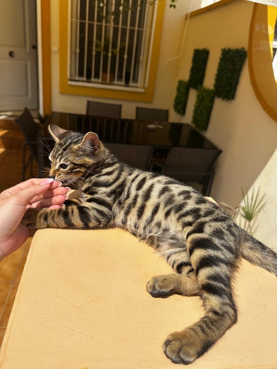 Бенгал. Бенгальские котята. Осталось два мальчика. 3 месяца. Находимся Orihuela costa. 500 eur. 3