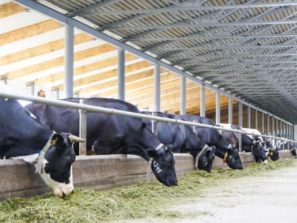 На новом животноводческом комплексе КуZбасса будут производить до 40 тонн молока в сутки