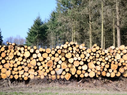 В Кузбассе расследуют дело о контрабанде стратегически важных ресурсов