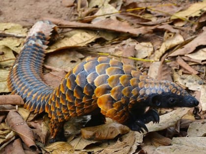 В Китае ответили на угрозы Байдена санкциями из-за панголинов