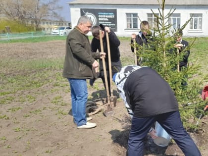 Посадка елочек