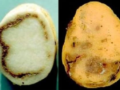 Кольцевая бактериальная гниль картофеля