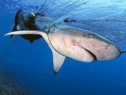 В США студент описал нападение тупорылой акулы словами «будто меня сбил грузовик»