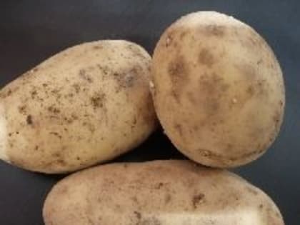 Новые инициативы по улучшению городской инфраструктуры