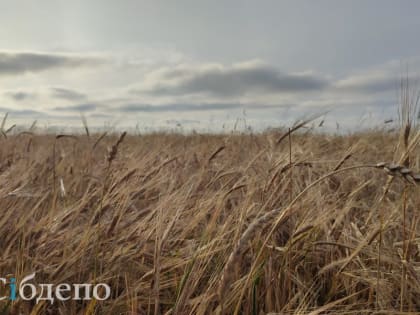 Кузбасские аграрии стали намного чаще отправлять свою продукцию за границу