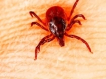 КЛЕЩИ ТОЖЕ ГОТОВЯТСЯ К СЕЗОНУ