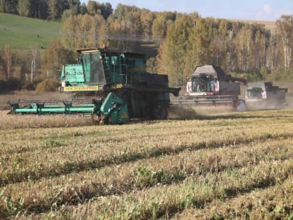 Кузбасс полностью обеспечил себя хлебом, кормами для животных и посадочным материалом
