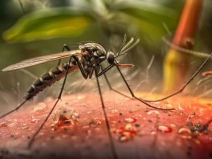 Сибирские комары заражают людей тяжелым недомоганием