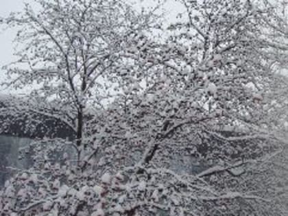 В Кузбассе в воскресенье ожидается плюсовая температура, а в понедельник — дождь и гололёд