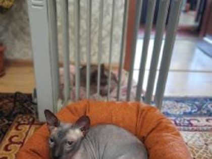 Власти Новокузнецка рассказали, где уже подключено отопление (ВИДЕО)