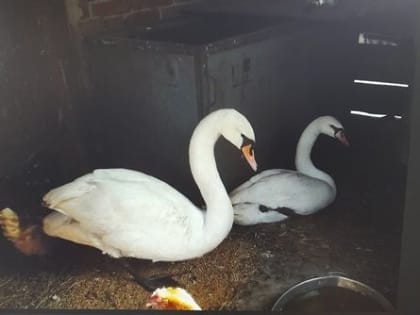 У краснокнижного лебедя из кузбасского заповедника появился шанс перестать быть холостяком (ФОТО)