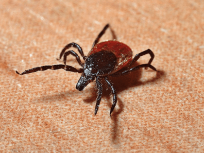 Мэрия Кемерова рассказала, где не будет обработки от клещей