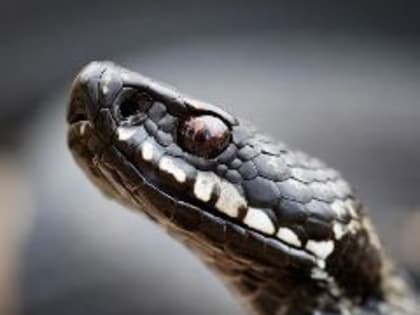 Как вести себя при встрече с гадюкой