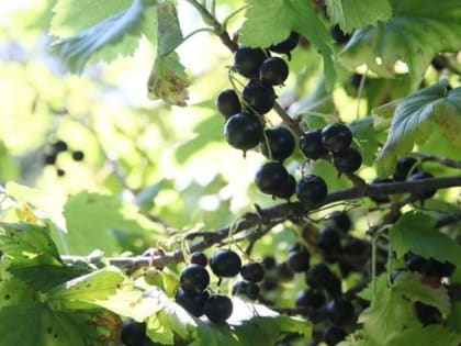 Терапевт назвала продукты для продления молодости