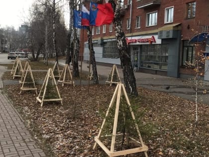 Кемеровские единороссы защитили саженцы елей от снегопадов