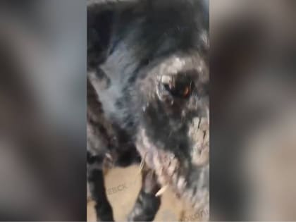 Жестокое обращение с животными в Прокопьевске