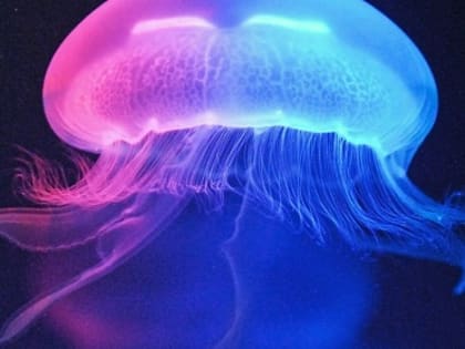 Шестилетний мальчик спасен после укуса медузы в Таиланде