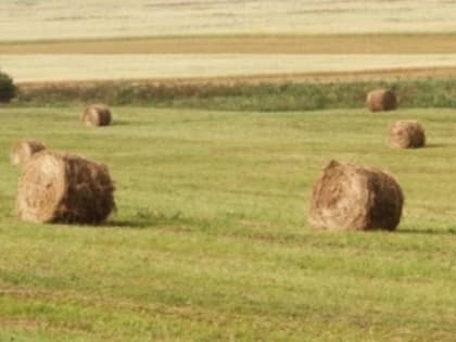 В хозяйствах Тяжинского округа продолжается заготовка кормовых культур