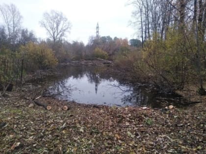 В Новокузнецке энтузиасты планируют очистить пруд и запустить в него амфибию