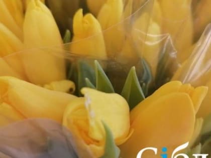 Тюльпаны бывают разные: эксперты назвали популярные цвета на 8 марта