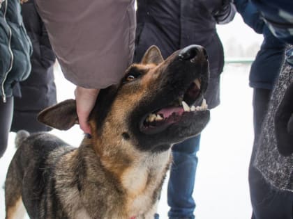 В Кузбассе появилась онлайн-карта отлова бездомных животных