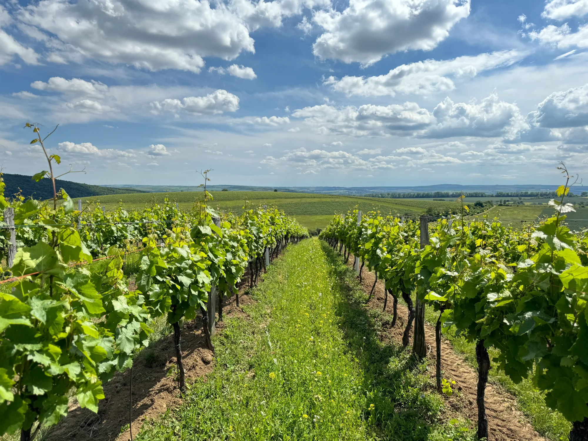 Adopce vinohradu – 12 hlav révy