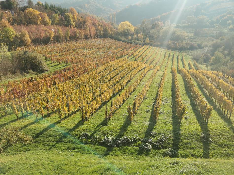 Hillside Croatia - winery Jagunić Traminac vineyard