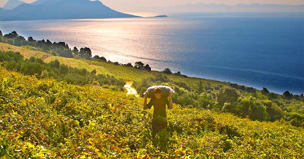 Pelješac vinograd pogled - sunce vinar nosi grožđe