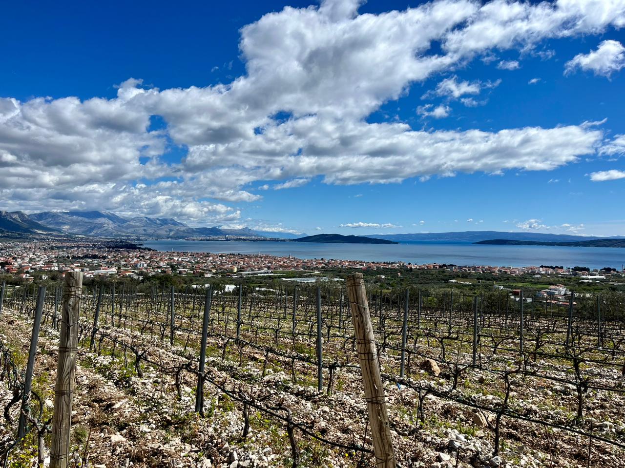 Kastel Sikuli - pogled na vinograd