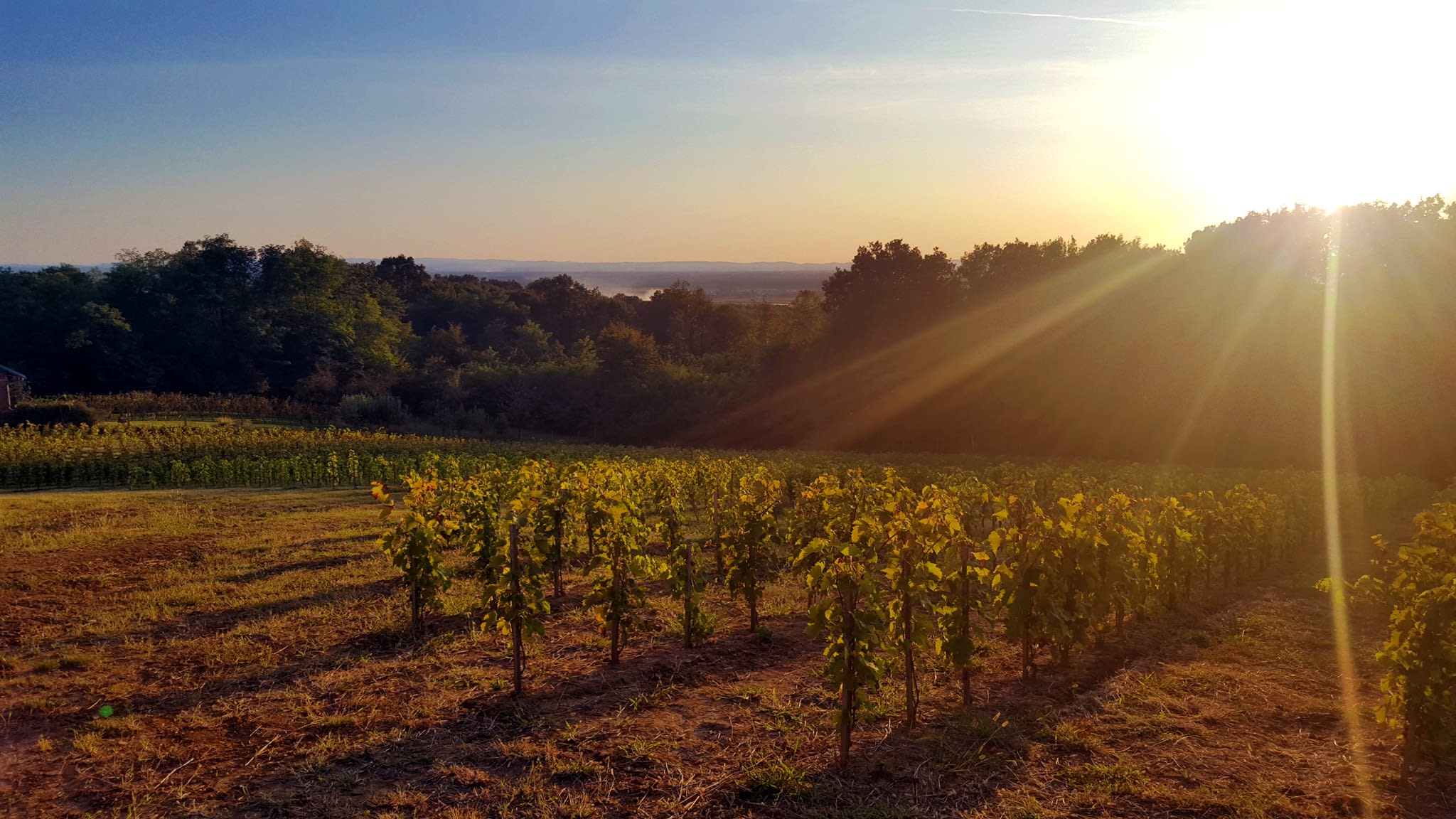 Hero image for Seletković Vinarija winery