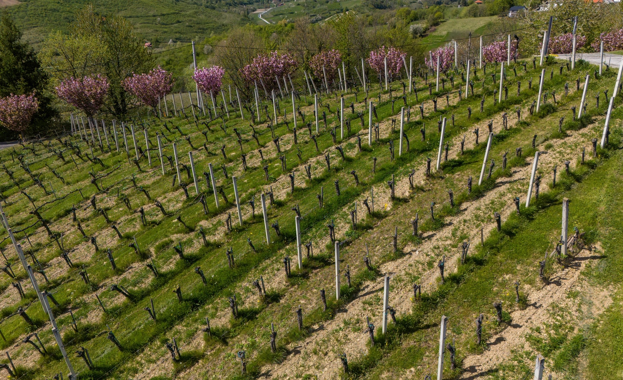 Hero image for Šoškić Vinarija winery
