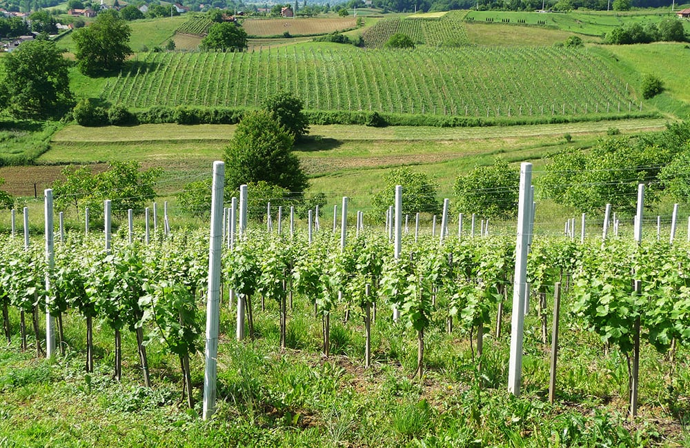 Hero image for Buhin Vinarija winery