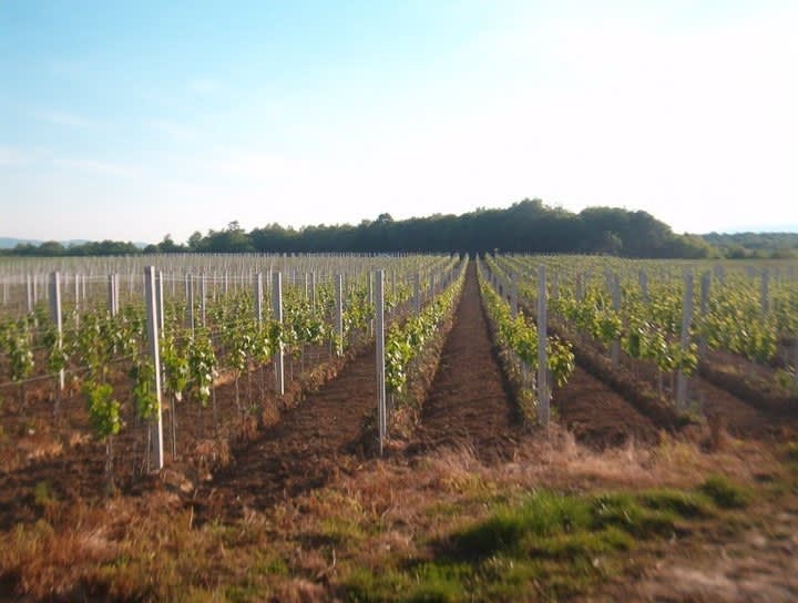 Hero image for Vojak Winery winery