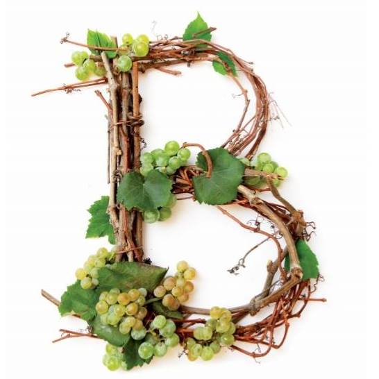 Bačić Vinarija winery logo