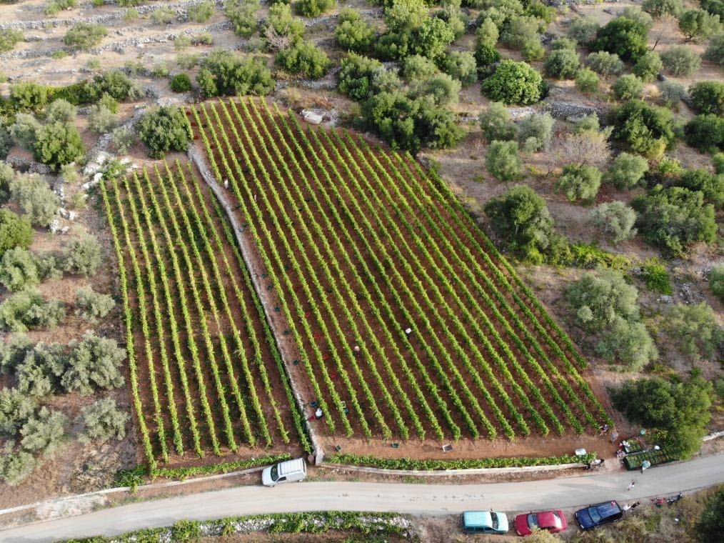 Hero image for Željko Pecotić Baran Vinarija winery
