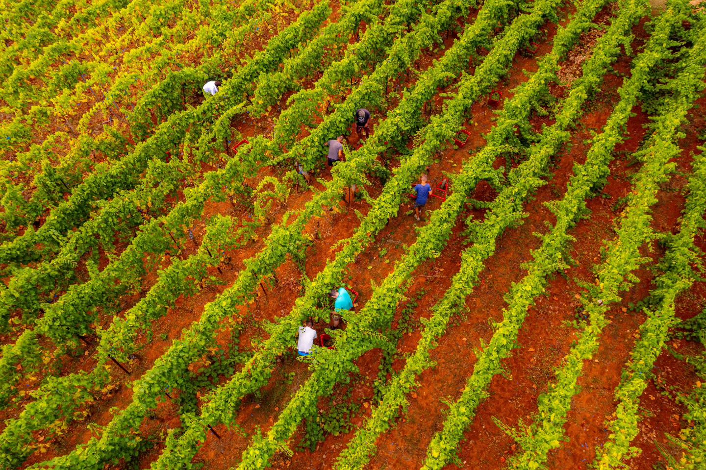 Hero image for Nerica Vinarija winery