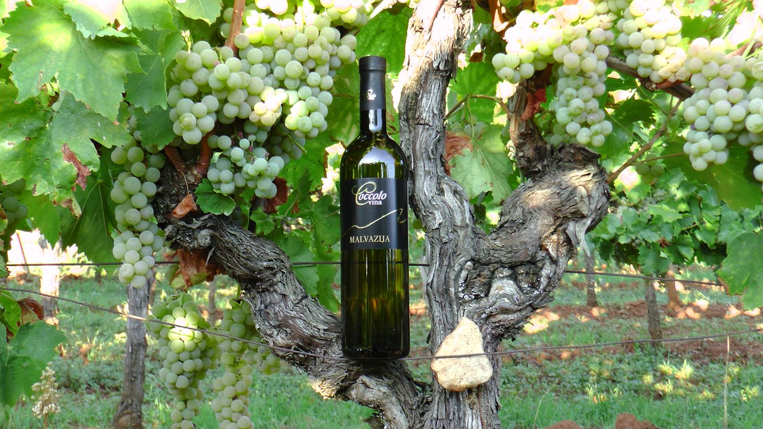 Cocolo Winery winery logo
