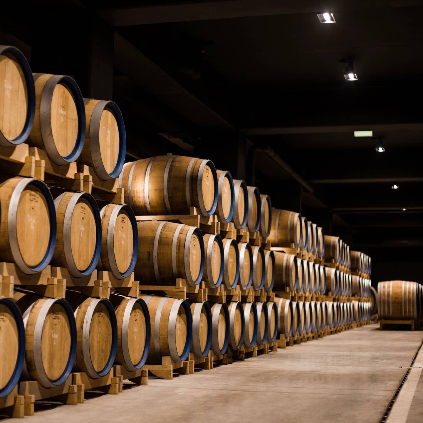 Vinarija Roxanich - podrum