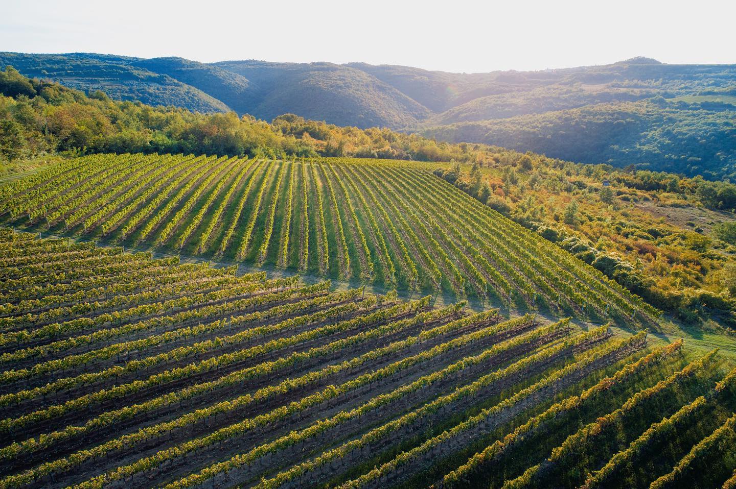 Vinarija Tomaz - vinograd
